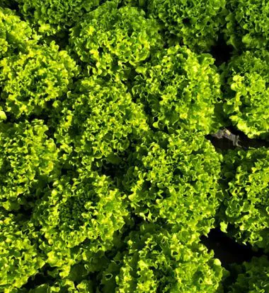 Insalata gentile