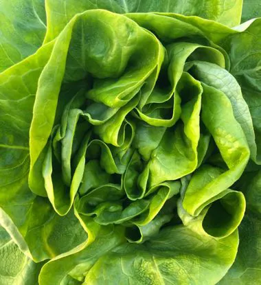 Insalata lattuga