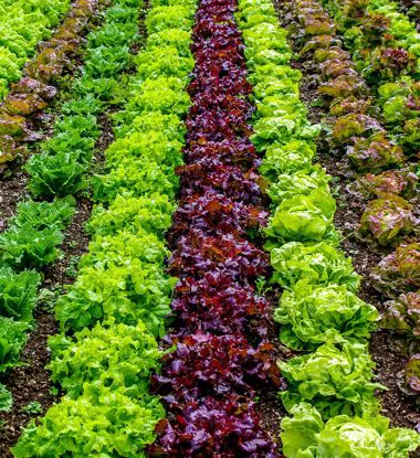 Insalata gentile rossa
