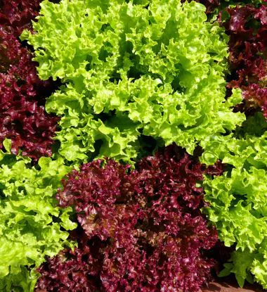 Insalata foglia di quercia