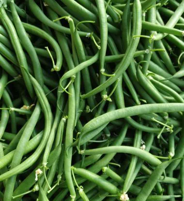 Fagiolini