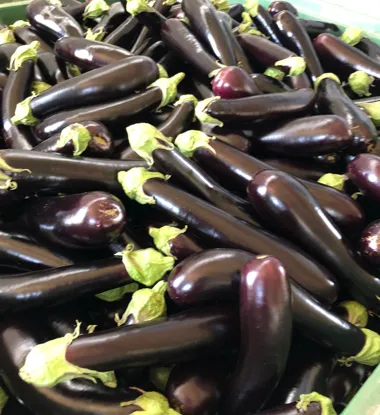 Melanzane lunghe
