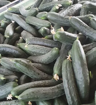 Cetrioli