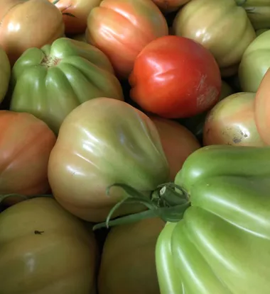 Pomodoro cuore di bue