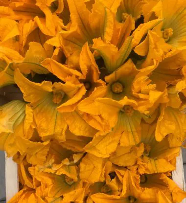 Fiori di Zucchine