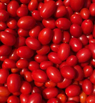 Pomodoro datterino