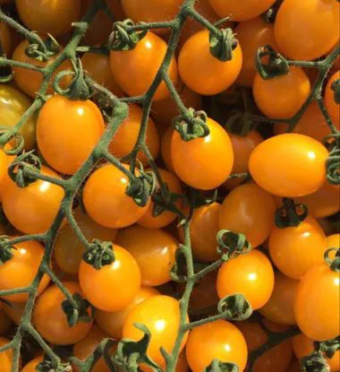 Pomodoro datterino giallo