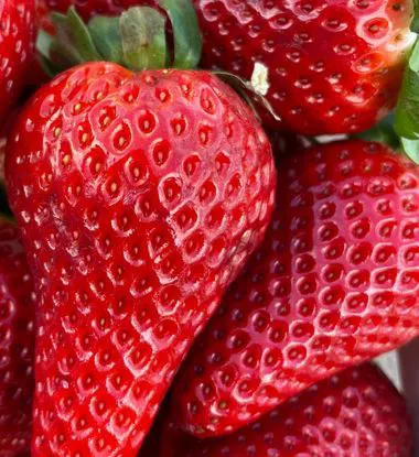 Fragole