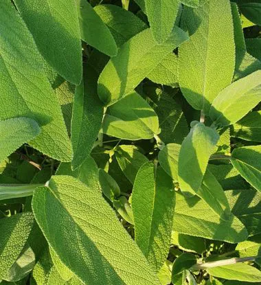 Salvia