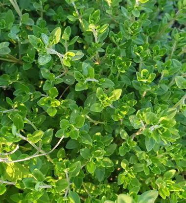 Origano