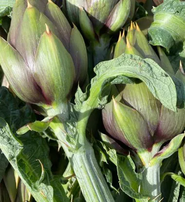 Carciofi