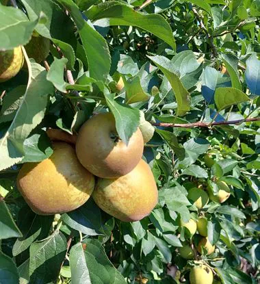 Mele golden ruggine